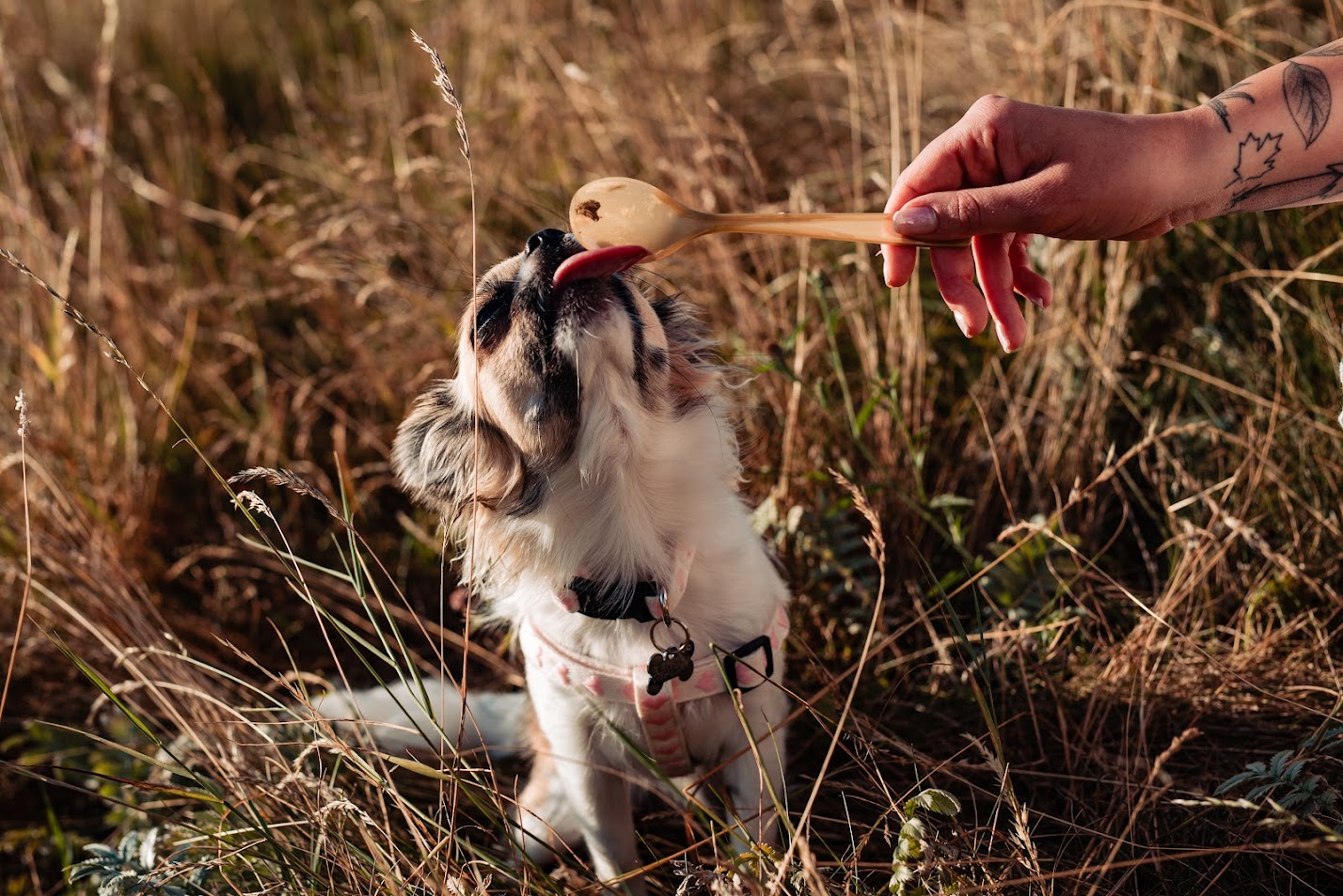 The family dog reaching up for a spoon in the field